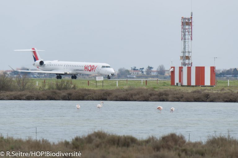 Phoenicopterus roseus