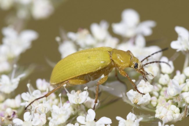 © R.Seitre/Aéro Biodiversité