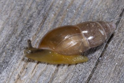 Ferussacia folliculus/Husk Snail/Brillante méditerranéenne, Perpignan Sud de France Airport