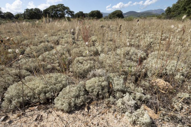 ,Aeroport Napoléon Bonaparte
