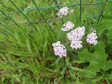 Achillée millefeuille