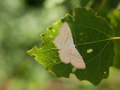 Acidalie des pâturages