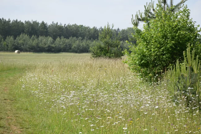 Paysage de l'Aérodrome de Falaise - Monts d'Éraines
