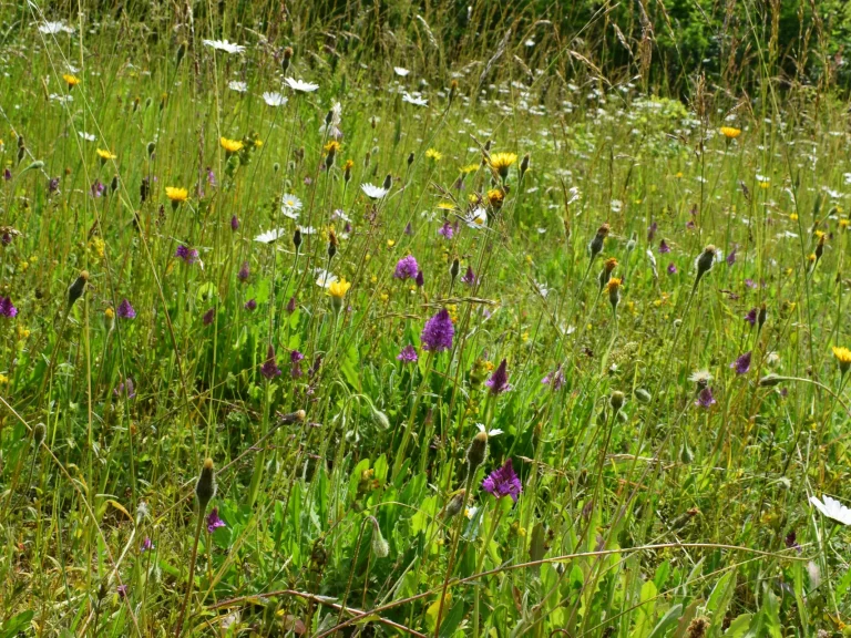 Paysage de l'Aérodrome de Falaise - Monts d'Éraines