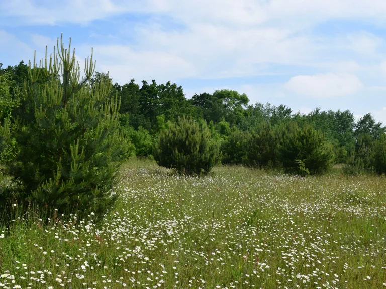 Paysage de l'Aérodrome de Falaise - Monts d'Éraines