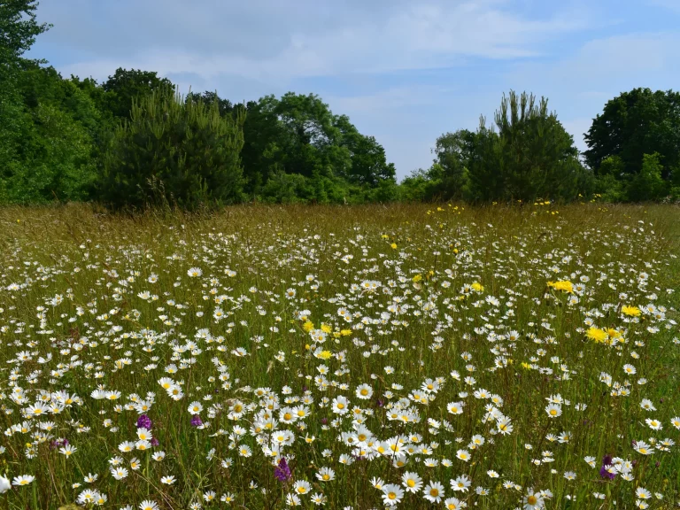 Champ de fleurs à l'Aérodrome de Falaise - Monts d'Éraines