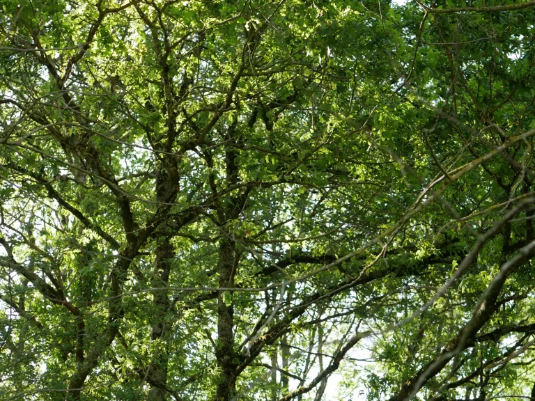 Arbre à l'Aérodrome de Joigny
