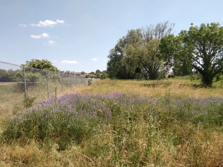 Champ de fleurs Aérodrome de Saint-Cyr-l'École