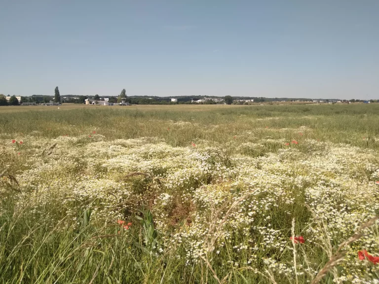 Champ de fleurs Aérodrome de Saint-Cyr-l'École
