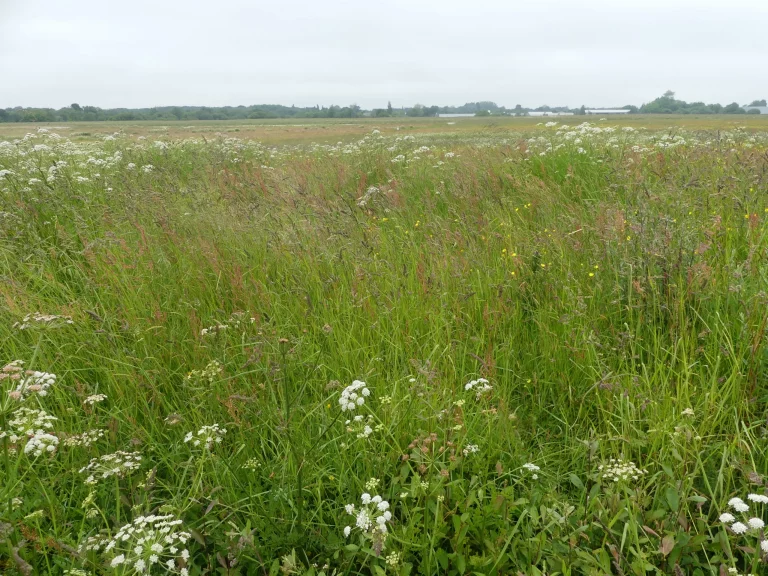 Champ de fleur à l'Aéroport Lannion - Côte de Granit Rose