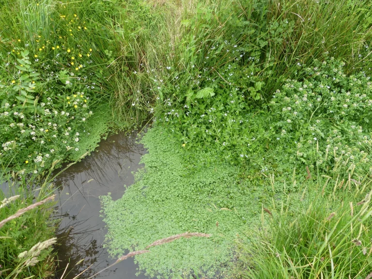 Marais à l'Aéroport Lannion - Côte de Granit Rose