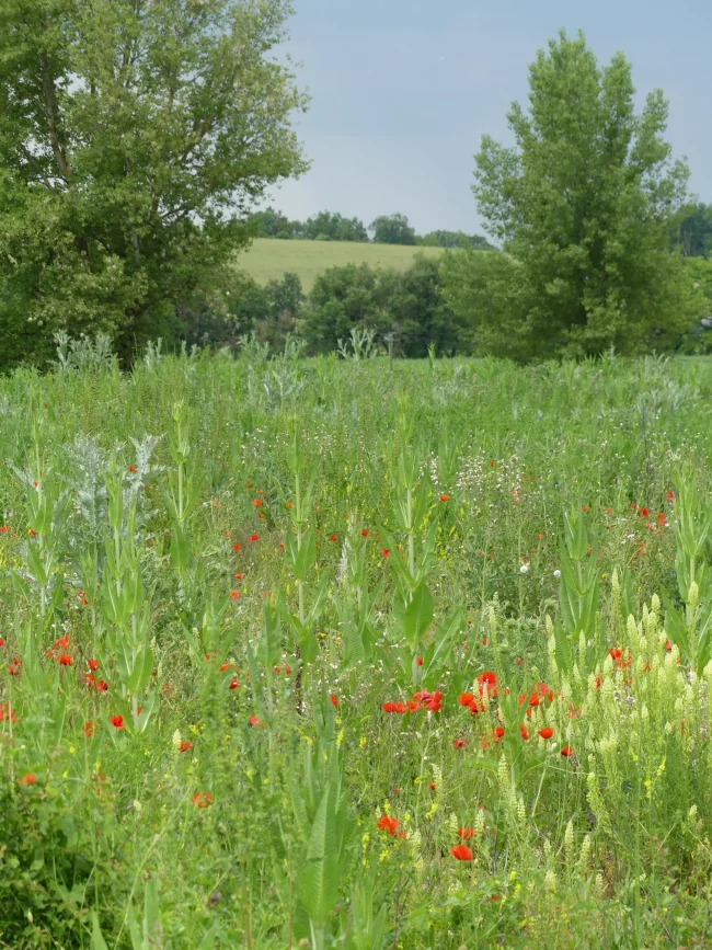 Champ de l'Aéroport Rodez Aveyron