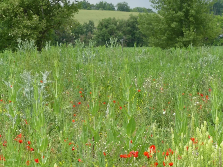 Champ de l'Aéroport Rodez Aveyron