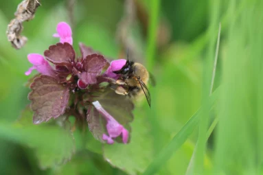 Anthophore plumeuse