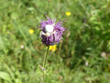 Araignée crabe Misumena