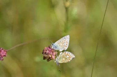 Azuré bleu-céleste