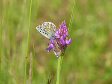 Azuré bleu-céleste