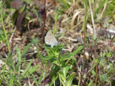 Azuré de la croisette