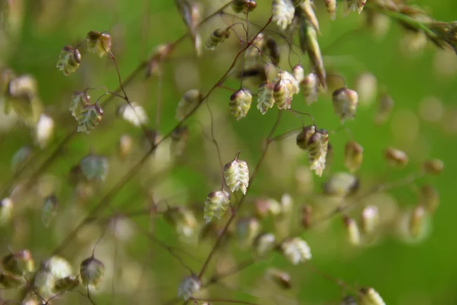 Brize intermédiaire