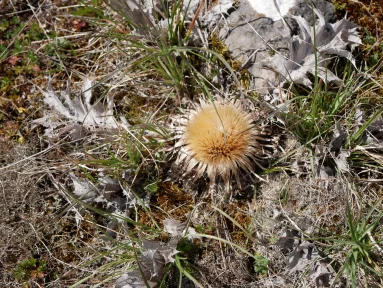 Carline à feuilles d'acanthe