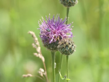 Centaurée scabieuse