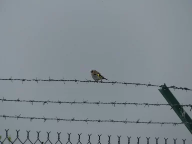 Chardonneret élégant