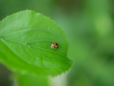 Coccinelle à dix points