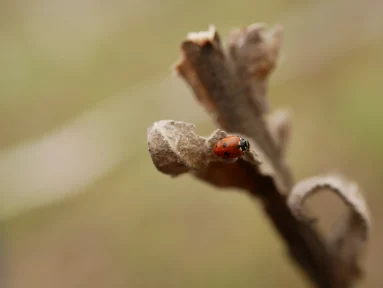 Coccinelle des friches