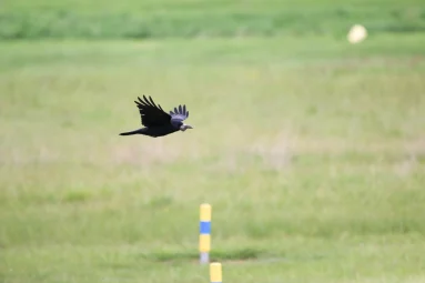 Corbeau freux