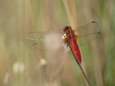 Crocothémis écarlate