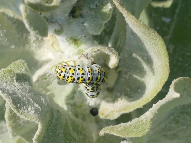 Cucullie du bouillon blanc