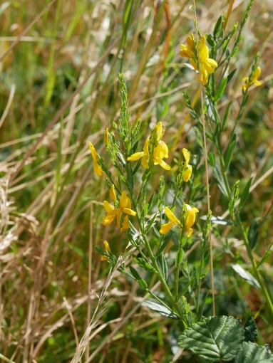 Genêt des teinturiers