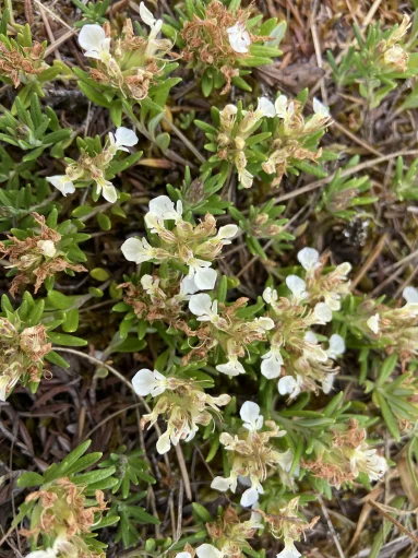 Germandrée des montagnes