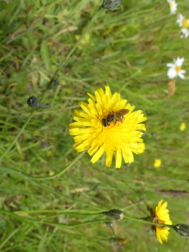 Halicte de la scabieuse
