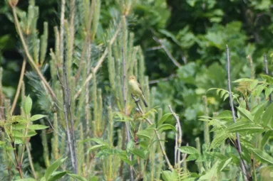 Hypolaïs polyglotte