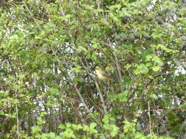 Hypolaïs polyglotte