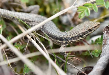 Lézard des murailles