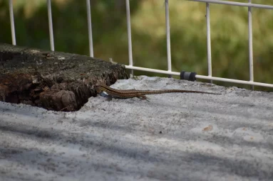 Lézard des murailles
