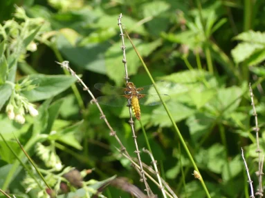 Libellule déprimée