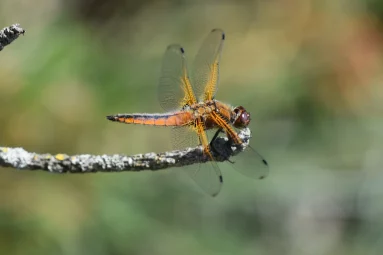 Libellule fauve