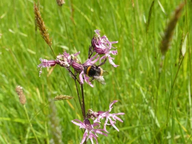 Lychnis fleur de coucou