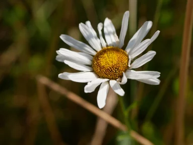 Marguerite commune