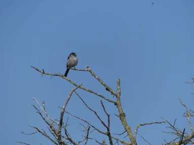 Mésange à longue queue