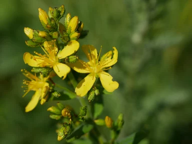 Millepertuis hérissé