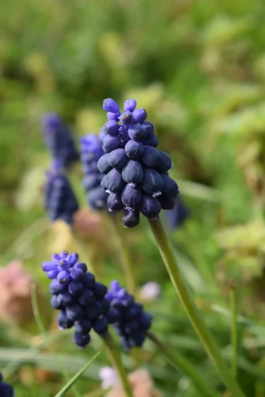 Muscari à grappes