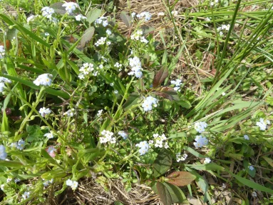 Myosotis des marais