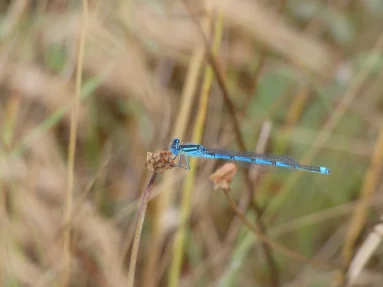 Naïade aux yeux bleus