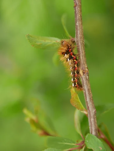 Noctuelle de la patience