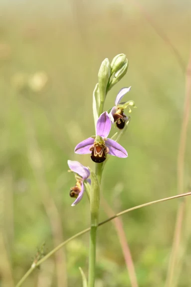 Ophrys abeille