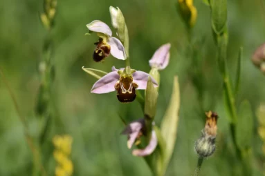 Ophrys abeille